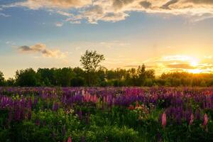 Sunrise or sunset on a field with purple lupines on a cloudy sky background in summer. photo