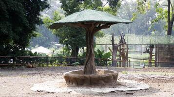 Gazebo in Zoo Habitat for Animal Feeding with Greenery and Natural Surroundings in Bright Daylight photo
