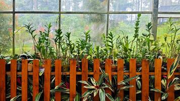 Vibrant Greenhouse with Orchids in Pots and Calathea Plants Below Against Glass Window Background photo