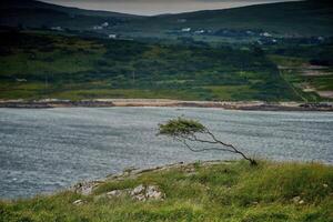 ocean bay lonely tree wind broken photo