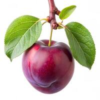 Fresh and Juicy Plum Fruit Photography photo