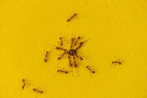 Group of Ants on yellow wall. Teamwork concept of red ants working together as a group. Dead ladybugs are moved by ants. photo