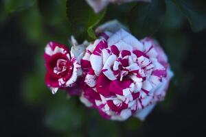 Delicate pink rose flowers. A large bouquet of roses on a bush. photo
