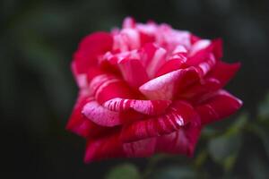 White and red roses on a green background. A large red flower. photo