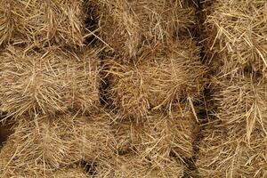 Bales of hay or straw as a rustic background photo