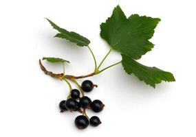 Currant with a leaf isolate photo