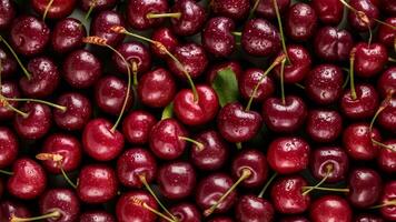 a large group of cherries are arranged in a circle photo