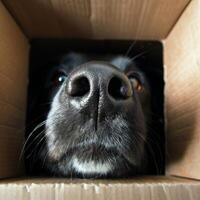 Adorable Animals Hiding and Peeking Out from Cardboard Boxes in Various Settings photo