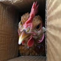 Adorable Animals Hiding and Peeking Out from Cardboard Boxes in Various Settings photo