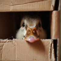 Adorable Animals Hiding and Peeking Out from Cardboard Boxes in Various Settings photo