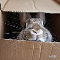 Adorable Animals Hiding and Peeking Out from Cardboard Boxes in Various Settings photo