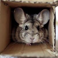 Adorable Animals Hiding and Peeking Out from Cardboard Boxes in Various Settings photo