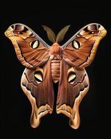 High-Resolution Close-Up Images of Various Insects on Black Background photo