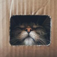 Adorable Animals Hiding and Peeking Out from Cardboard Boxes in Various Settings photo