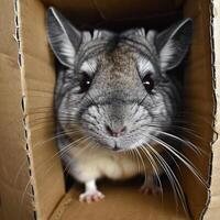 Adorable Animals Hiding and Peeking Out from Cardboard Boxes in Various Settings photo