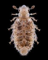High-Resolution Close-Up Images of Various Insects on Black Background photo