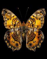 High-Resolution Close-Up Images of Various Insects on Black Background photo