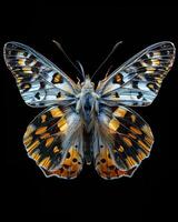High-Resolution Close-Up Images of Various Insects on Black Background photo