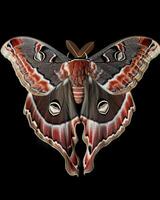 High-Resolution Close-Up Images of Various Insects on Black Background photo