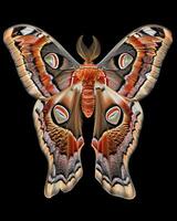High-Resolution Close-Up Images of Various Insects on Black Background photo