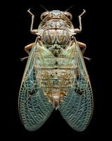 High-Resolution Close-Up Images of Various Insects on Black Background photo