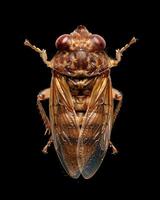High-Resolution Close-Up Images of Various Insects on Black Background photo