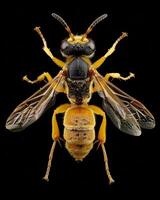 High-Resolution Close-Up Images of Various Insects on Black Background photo