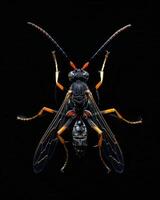 High-Resolution Close-Up Images of Various Insects on Black Background photo