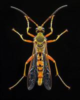 High-Resolution Close-Up Images of Various Insects on Black Background photo