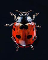 High-Resolution Close-Up Images of Various Insects on Black Background photo