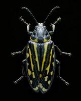 High-Resolution Close-Up Images of Various Insects on Black Background photo