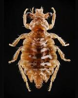 High-Resolution Close-Up Images of Various Insects on Black Background photo