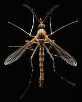 High-Resolution Close-Up Images of Various Insects on Black Background photo