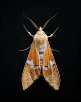 High-Resolution Close-Up Images of Various Insects on Black Background photo