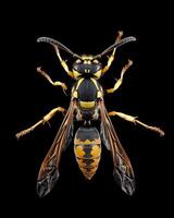High-Resolution Close-Up Images of Various Insects on Black Background photo