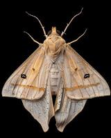 High-Resolution Close-Up Images of Various Insects on Black Background photo
