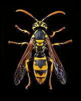 High-Resolution Close-Up Images of Various Insects on Black Background photo