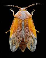 High-Resolution Close-Up Images of Various Insects on Black Background photo