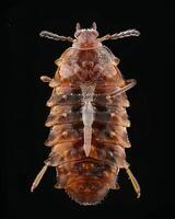High-Resolution Close-Up Images of Various Insects on Black Background photo