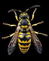 High-Resolution Close-Up Images of Various Insects on Black Background photo