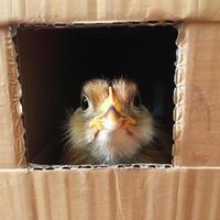 Adorable Animals Hiding and Peeking Out from Cardboard Boxes in Various Settings photo