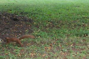 photo of a squirrel