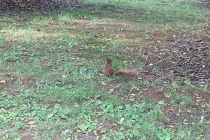 photo of a squirrel