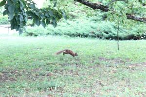 photo of a squirrel