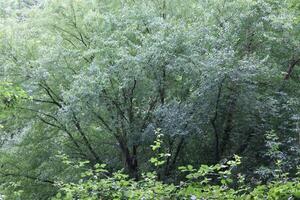 photo with nature theme