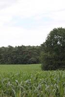 photo with natural background