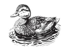 Duck swimming sketch painted illustration hunting vector