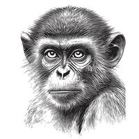 Monkey face hand drawn sketch illustration, Wild animals vector