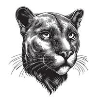 Black panther portrait hand drawn sketch illustration, Wild animals vector