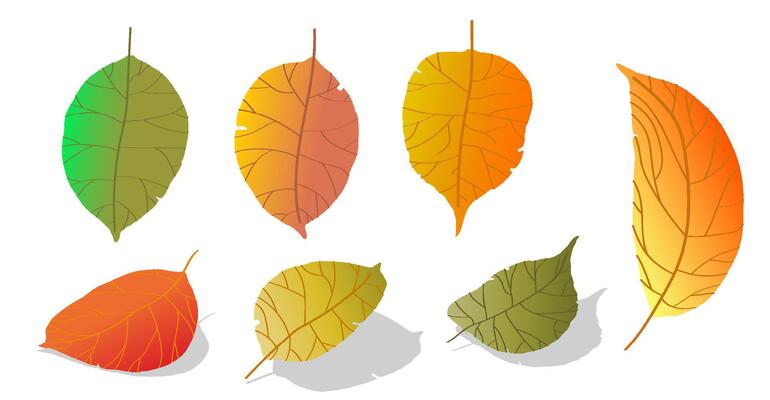 doodle gradient apple tree leaves isolated on white background. Autumn fallen leaves of apple tree. Harvesting